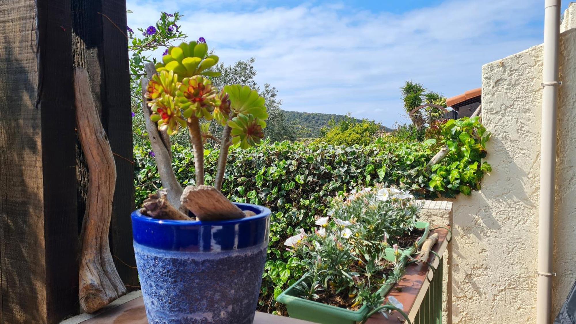 Bel Appartement Renove, Avec Terrasse Et Piscine La Croix-Valmer Εξωτερικό φωτογραφία